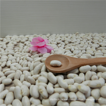 NEW CROP SMALL white kidney beans Long Shape